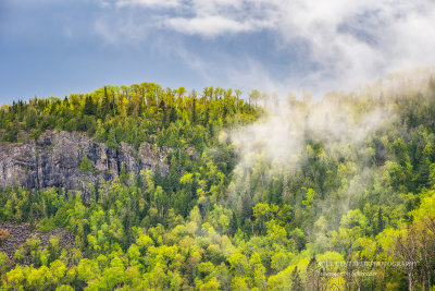 Fog over spring forest