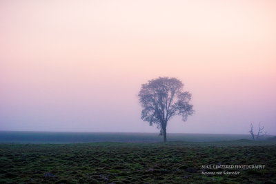 Solitary tree in fog