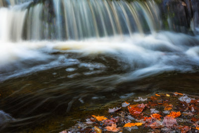 Water and Leaves, close-up