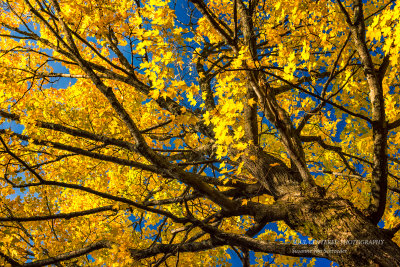 Golden Maple tree
