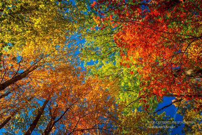 Colorful trees, looking up