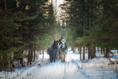 Sleigh ride through the spruce trees