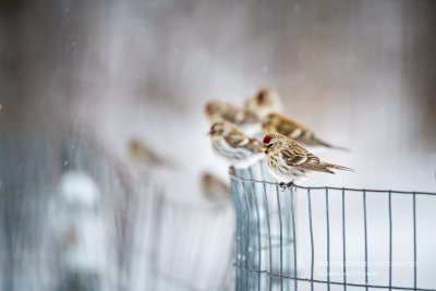 Common Redpolls