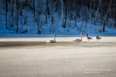 Swans and geese