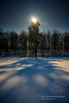 Pine tree illuminated