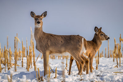 Deer in cornfield