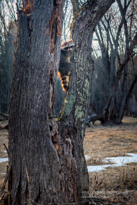 Raccoon in evening light