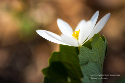 Bloodroot