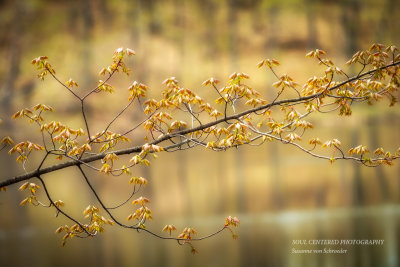 Young Maple leaves