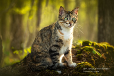 Indigo in the woodland 