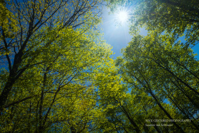 Spring forest, looking up