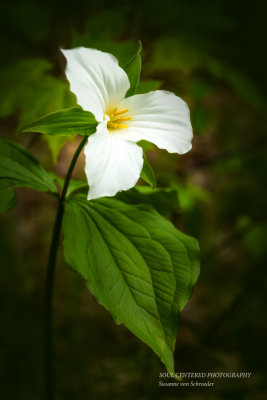 Trillium