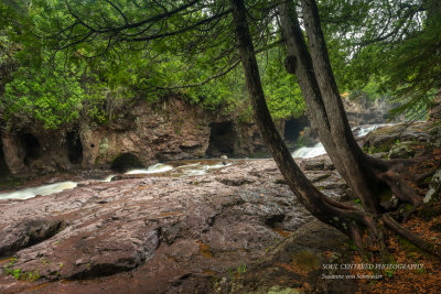 Cedar Trees along Fifth Falls 1