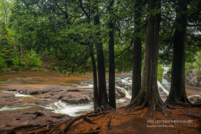 Cedar trees along Upper Falls