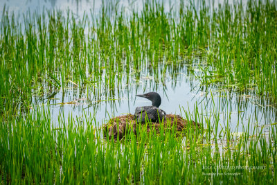 Nesting Loon