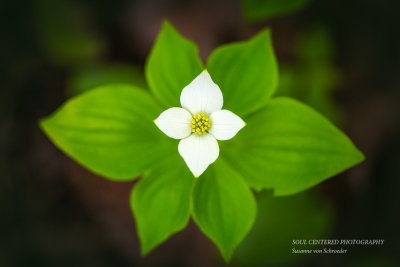 Natures Mandala