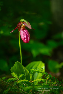 Pink Ladyslipper