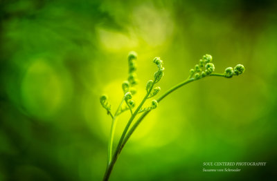 Fern curls