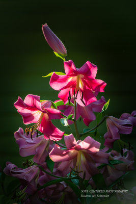 Fragrant Pink Lilies 