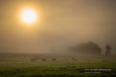 Foggy morning in rural Wisconsin
