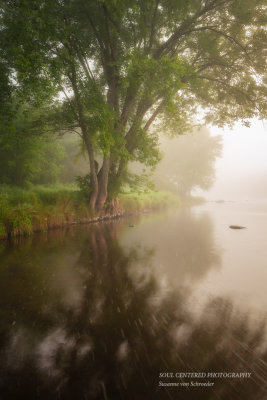 Maple Tree, Foggy morning at the Chippewa river