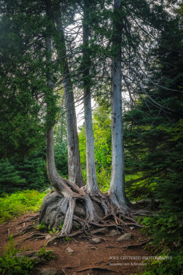 A family of Cedar Trees