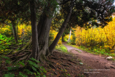 Cedar trees along the trail