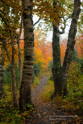 Path through birch trees