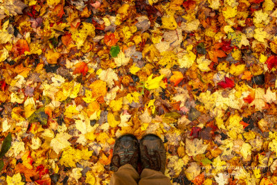 A carpet of leaves to walk on