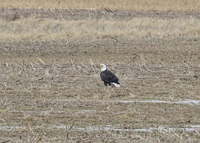 Bald Eagle