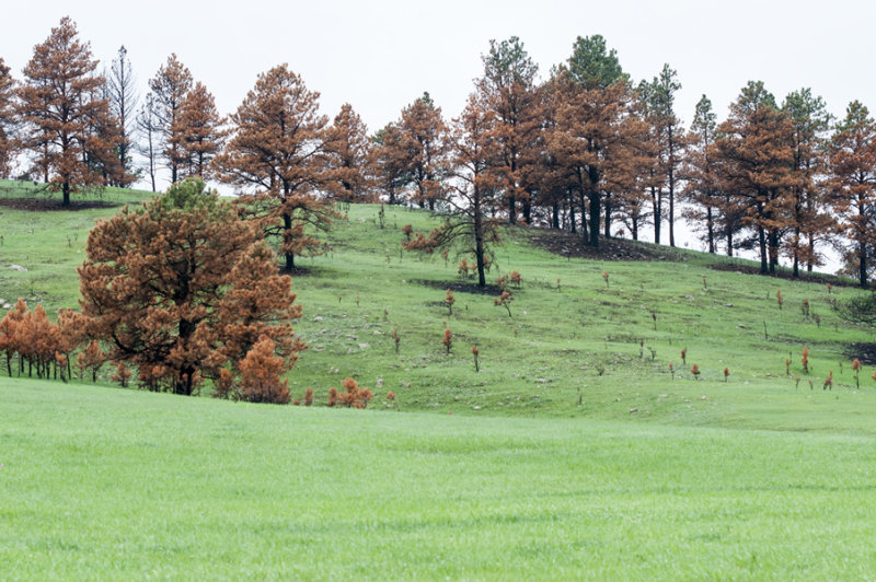 Wildlife Loop