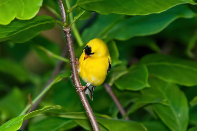 Goldfinch