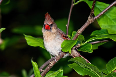 Cardinal