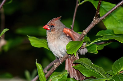 Cardinal