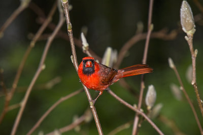 Cardinal