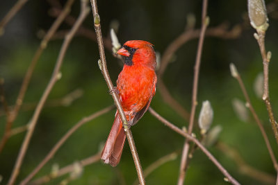 Cardinal