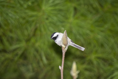 Black-capped Chickadee