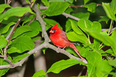 Cardinal