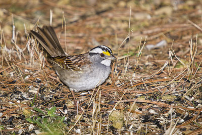 White-throated Sparrow