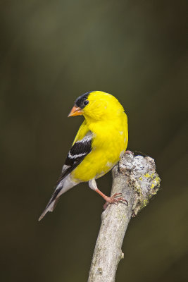 Goldfinch