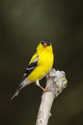 Goldfinch