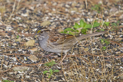 White-throated Sparrow