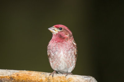 Purple Finch