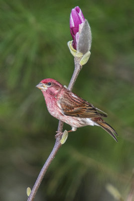 Purple Finch