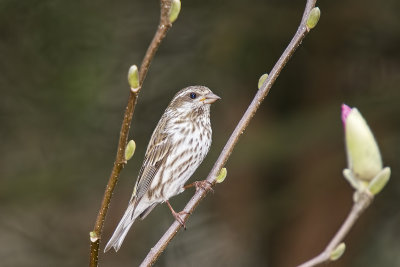 Purple Finch