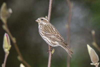 Purple Finch