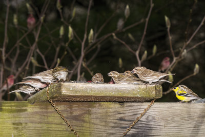 Purple Finch