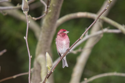 Purple Finch