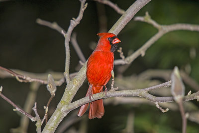 Cardinal