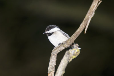 Black-capped Chickadee
